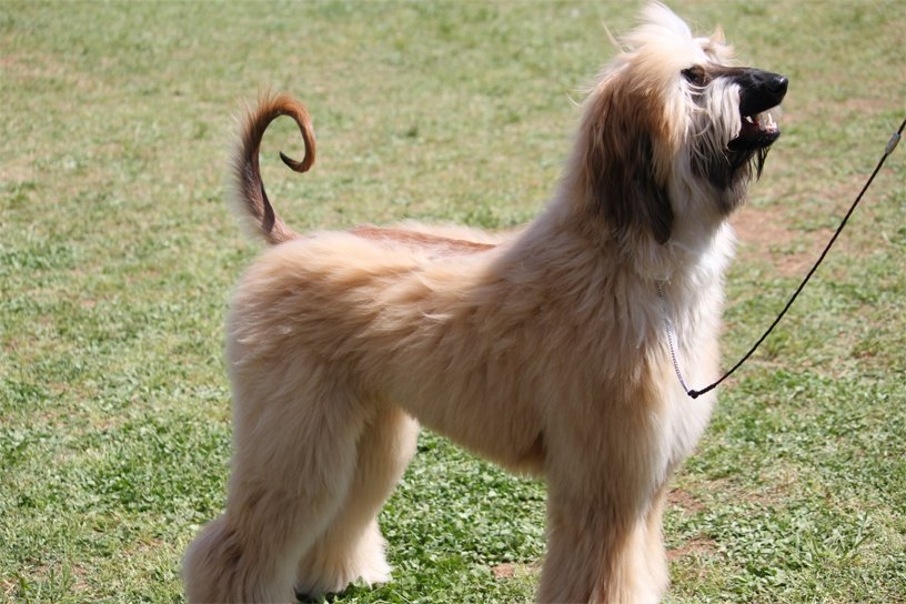 Afghan Hound Puppy Images
